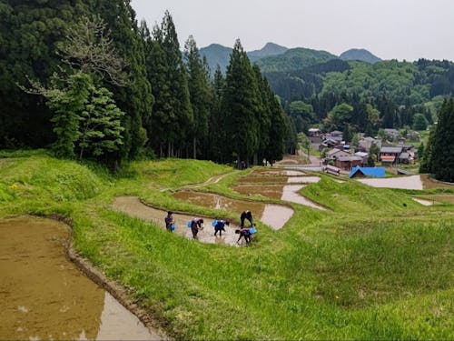 北五百川棚田 田植え作業