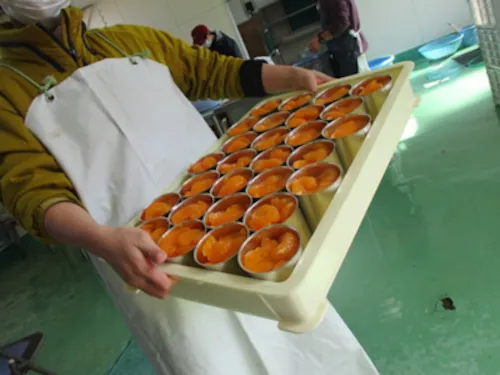 上妻さんが育てたみかんをお友だちと缶詰に加工