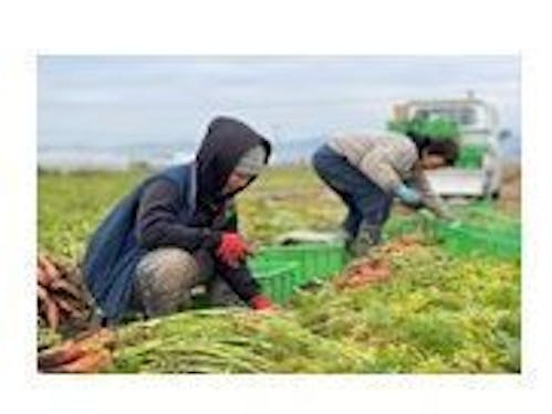 愛をこめて収穫した野菜は絶品です!