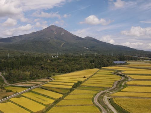 会津磐梯山と田んぼの風景です！