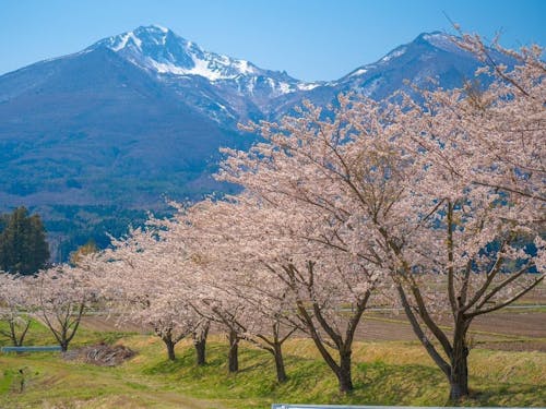 春の桜と磐梯山です。