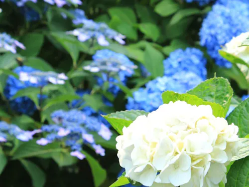 雨山運動文化公園の紫陽花