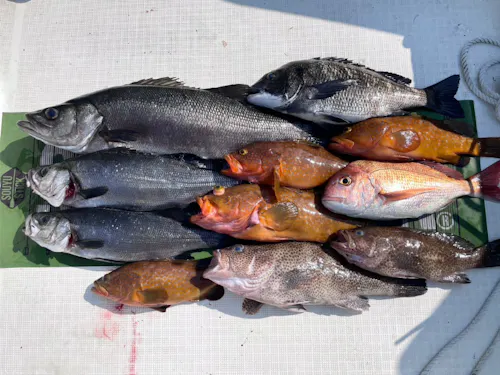 釣って楽しい、食べて美味しい魚たち