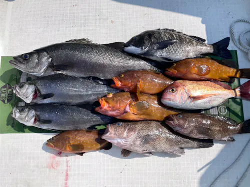 釣って楽しい、食べて美味しい魚たち