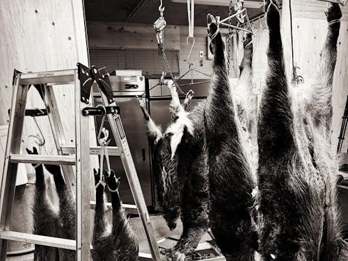 今日は大猟です。