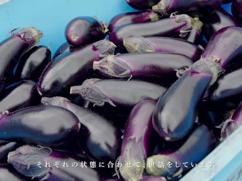 ナス農家の先輩移住者のインタビューも!