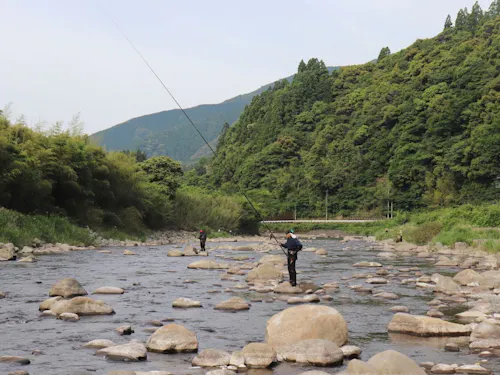 清流安田川では、鮎釣りが楽しめます