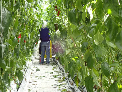 事前に相談いただければ農業体験も可能です(時期によっては対応できない場合あり)