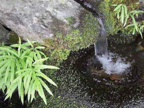 神河町の名産品を育む、山々に磨かれた清らかな湧き水