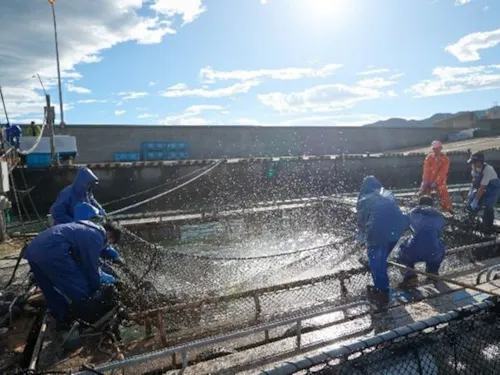 ハマチ出荷作業
