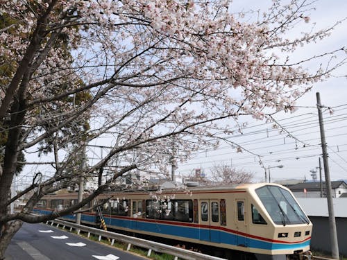 近江鉄道と桜。「エモい」が街中にあふれています。