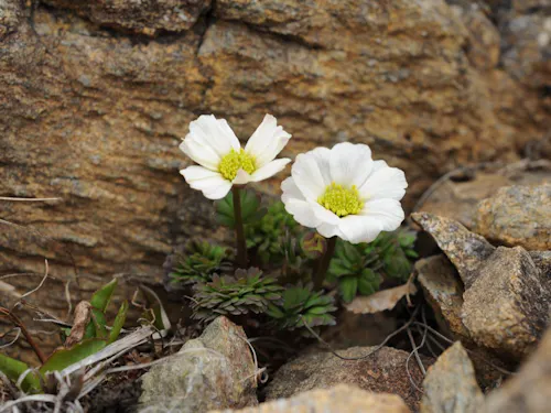 アポイ岳には固有種である「ヒダカソウ」をはじめ、多くの高山植物が生育しています。