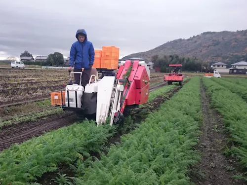 ニンジンの収穫作業