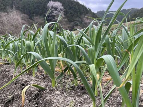 にんにく圃場