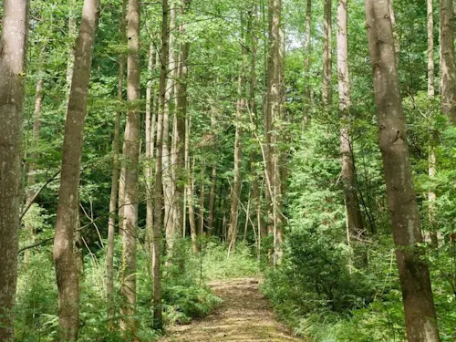 森の魅力を知って欲しい