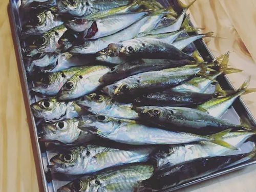 都会にはないおすそ分け文化。時にはこんなにたくさんの魚!🐡