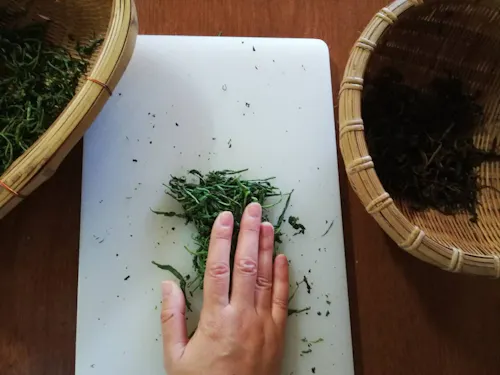 茶畑でお茶を摘み自分で和紅茶を作る体験もできます