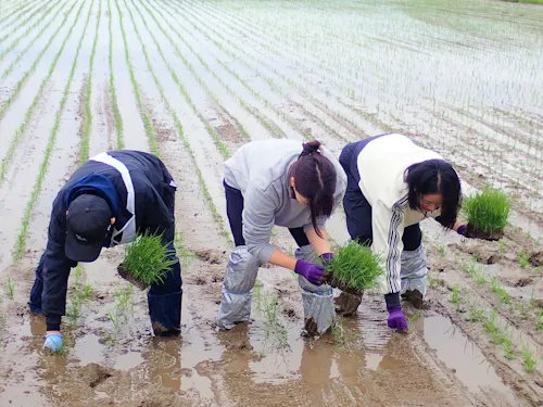 時期が合えば田植えも体験できます