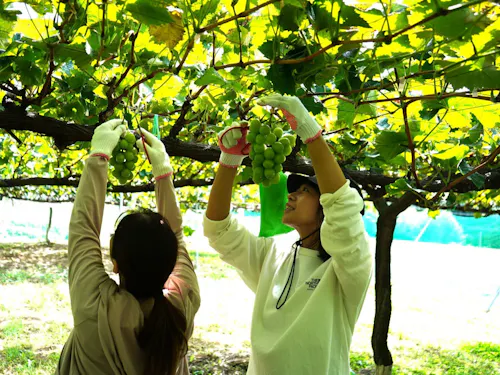 昨年の様子 〜昨年は秋にぶどう狩り体験でした