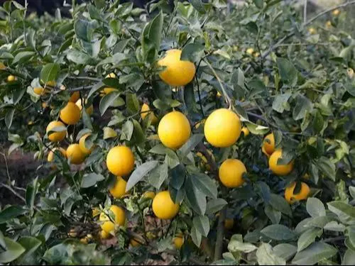 レモン×オレンジの交雑種「マイヤーレモン」町の特産品です。