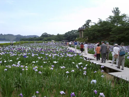 花菖蒲園