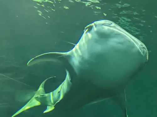 施設周辺（大阪海遊館海洋生物研究センター）