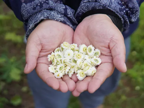 採れたてのボタニカル