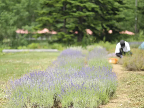 ハーブガーデン