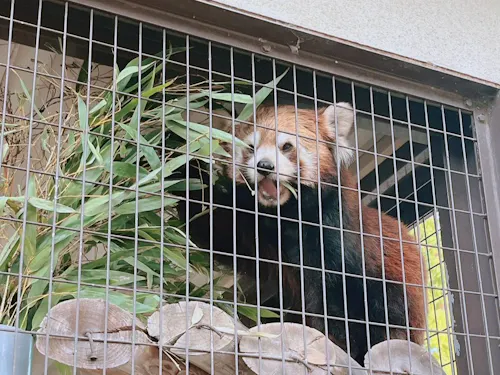 姫路動物園(レッサーパンダ)