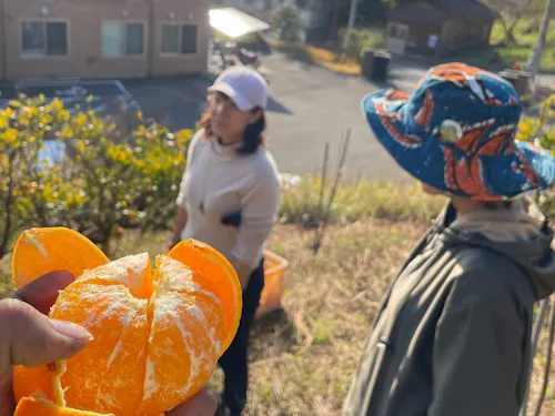 主催者園地でみかん収穫体験
