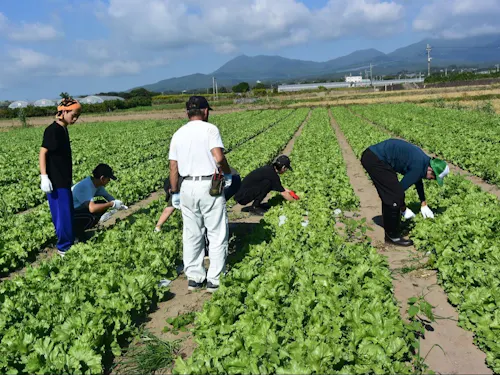 レタスの除草作業