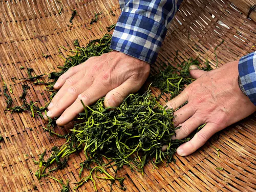 手で山茶を揉む様子