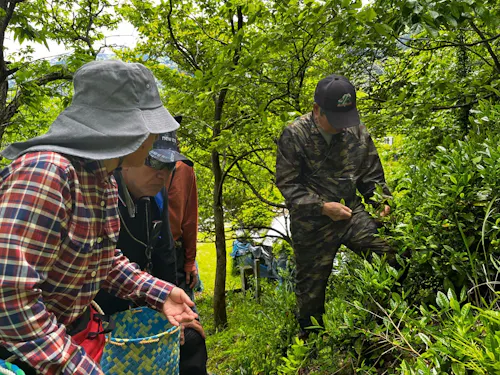山茶の摘み方を習う様子