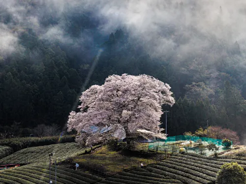 牛代の水目桜。この一本桜を見るために大勢の観光客が訪れます。