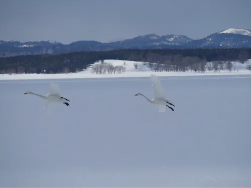冬の風物詩である白鳥