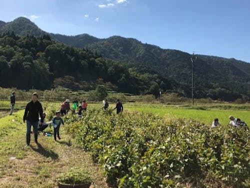希少在来種大豆”八鹿浅黄”をもうすぐみんなで収穫