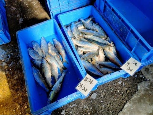 ニシンの選別 復活したニシン漁。寒い中ですが頑張ります!