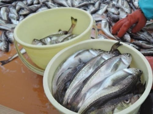 初冬の味覚ハタハタ とても美味しいです。飯寿司も最高!