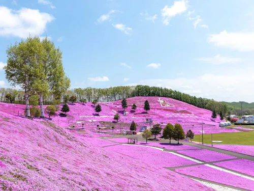ピンク色の絶景が広がります