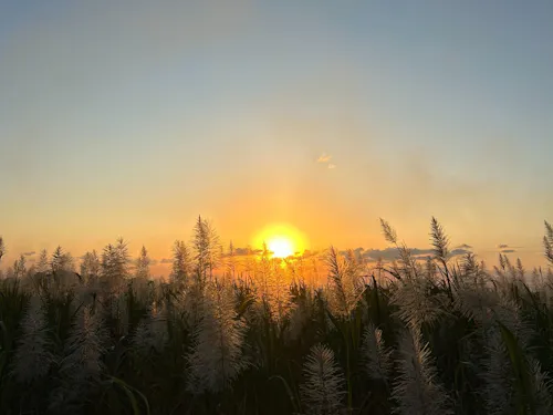 キビ畑からみえる夕陽