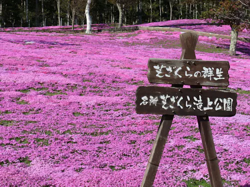 滝上町の芝桜。こんな"ちいき"の価値を守る仕事を、私たちはしています。