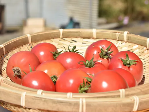 田村市の代表野菜②:トマト/ミニトマト