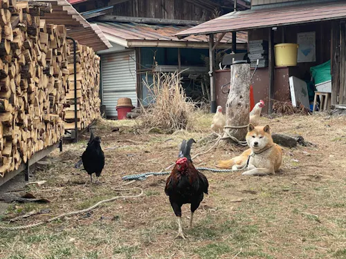 しば犬と13匹の鶏たちの共存