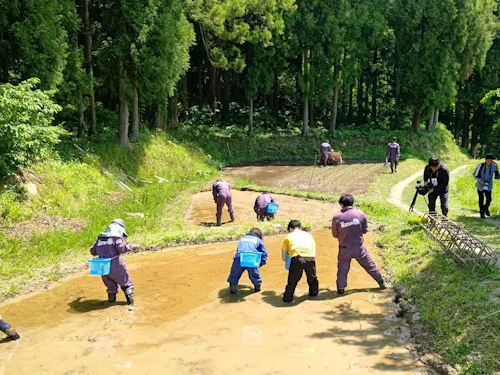 農業の取組み 北五百川 棚田の田植え