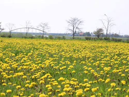 川敷にある約6万平方mの公園では、5月上旬~下旬にかけてタンポポが咲き誇ります