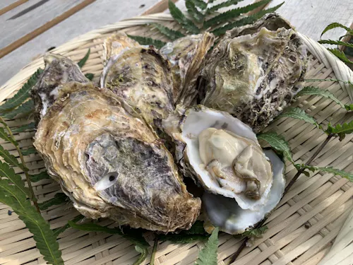 新庄の海で育った、旨み豊かな牡蠣