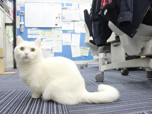 にゃにゃんと...会社に猫ちゃんがいるのも、ポイント!猫好きの移住者さん集まれ!