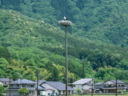 コウノトリの郷公園