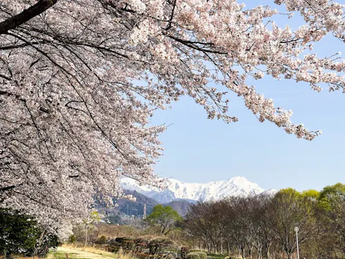 桜と雪山と。この町の雪解け水が大都市の水源です。