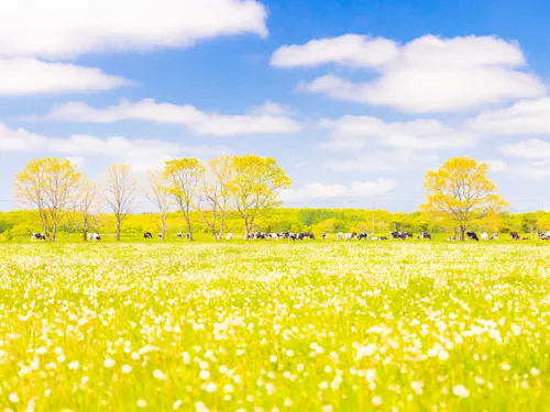 綿毛が舞う初夏の牧草地。のんびり草をはむ牛たちの姿に、穏やかな時間が流れます。